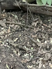 Elgaria multicarinata