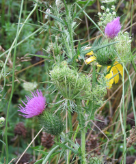 Cirsium pumilum