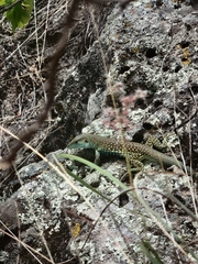 Aspidoscelis motaguae