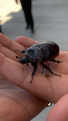 Strategus aloeus