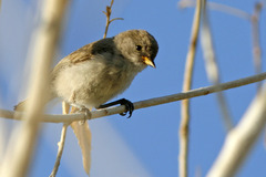 Auriparus flaviceps