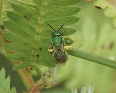 Augochloropsis metallica