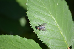 Calliphora vicina