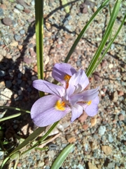 Moraea setifolia