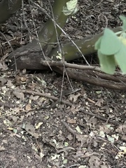 Elgaria multicarinata