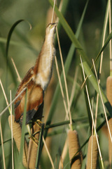 Ixobrychus exilis