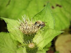 Cirsium oleraceum
