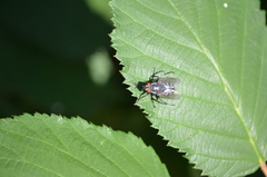 Calliphora vicina