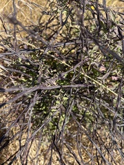 Sisymbrium officinale