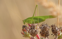 Phaneroptera falcata