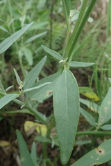 Atriplex oblongifolia