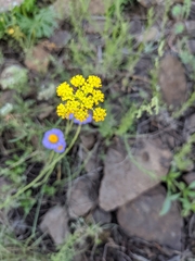 Cymopterus lemmonii