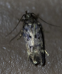 Chionodes formosella