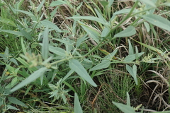 Atriplex oblongifolia