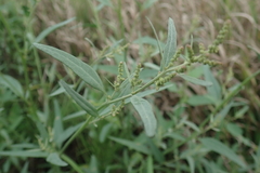 Atriplex oblongifolia