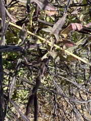 Sisymbrium officinale