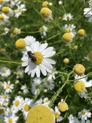 Eristalis dimidiata