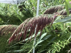 Phragmites australis australis