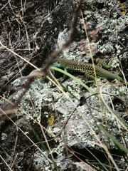 Aspidoscelis motaguae