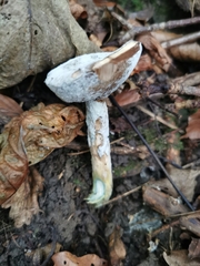 Hypomyces