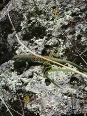 Aspidoscelis motaguae