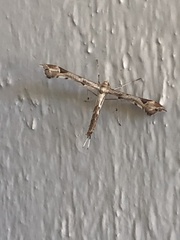 Platyptilia