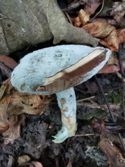 Hypomyces