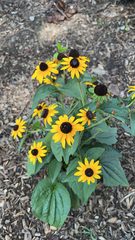 Rudbeckia