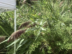 Phragmites australis australis