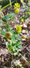 Trifolium aureum