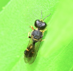 Ectemnius