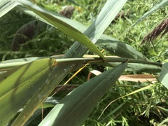 Phragmites australis australis