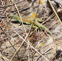 Aspidoscelis motaguae