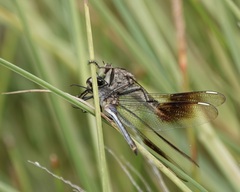 Triorla interrupta
