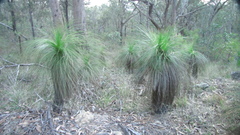 Xanthorrhoea johnsonii