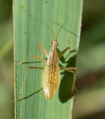 Nabis limbatus
