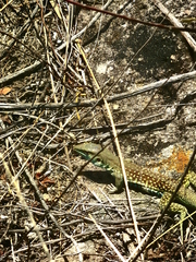 Aspidoscelis motaguae