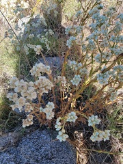 Pseudognaphalium californicum