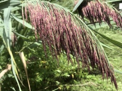 Phragmites australis australis
