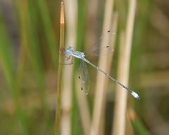 Lestes forficula