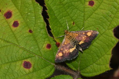 Pyrausta aurata