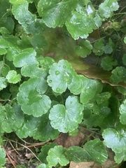 Hydrocotyle americana