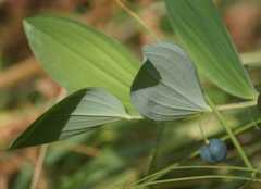 Polygonatum