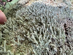 Cladonia parasitica