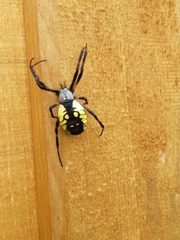 Argiope aurantia