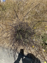 Sisymbrium officinale