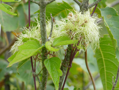 Clematis virginiana