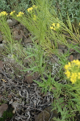 Brassicaceae