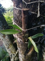 Comparettia macroplectron