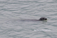 Phoca vitulina richardii